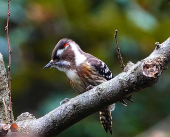 Japanese Pygmy Woodpecker 稲佐山公園 Tue, 2/20/2024