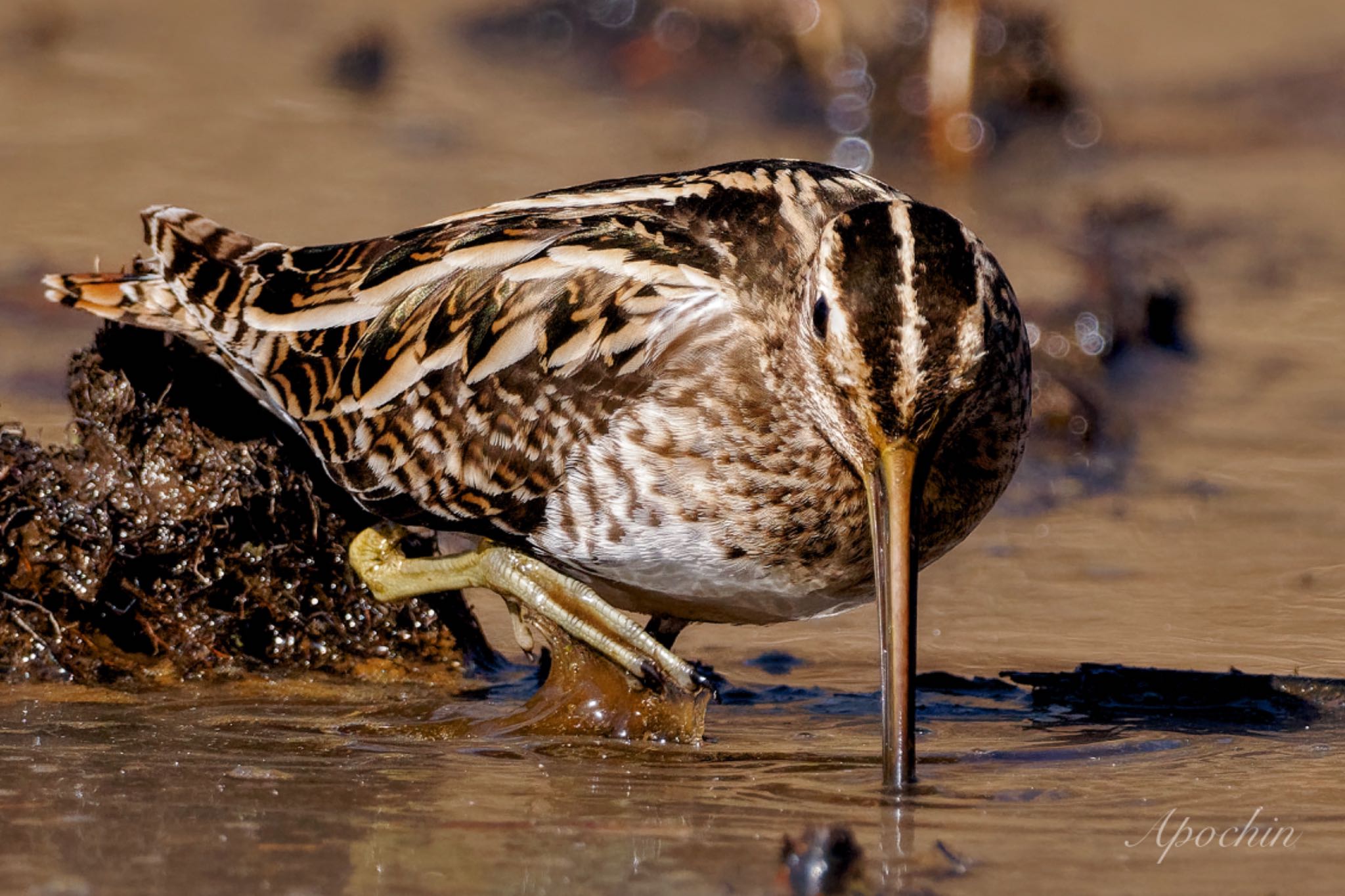 Photo of Common Snipe at Kitamoto Nature Observation Park by アポちん