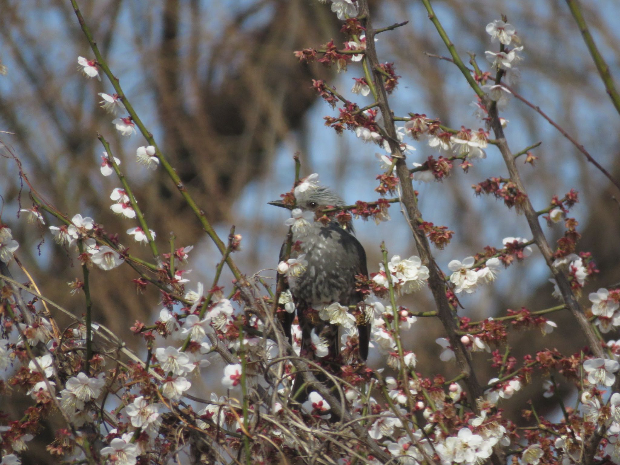Photo of Brown-eared Bulbul at ふれあい松戸川 by me.tdkr♪