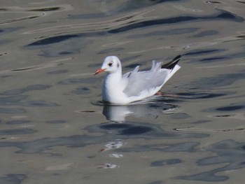 Black-headed Gull 志津川湾 Sat, 2/17/2024