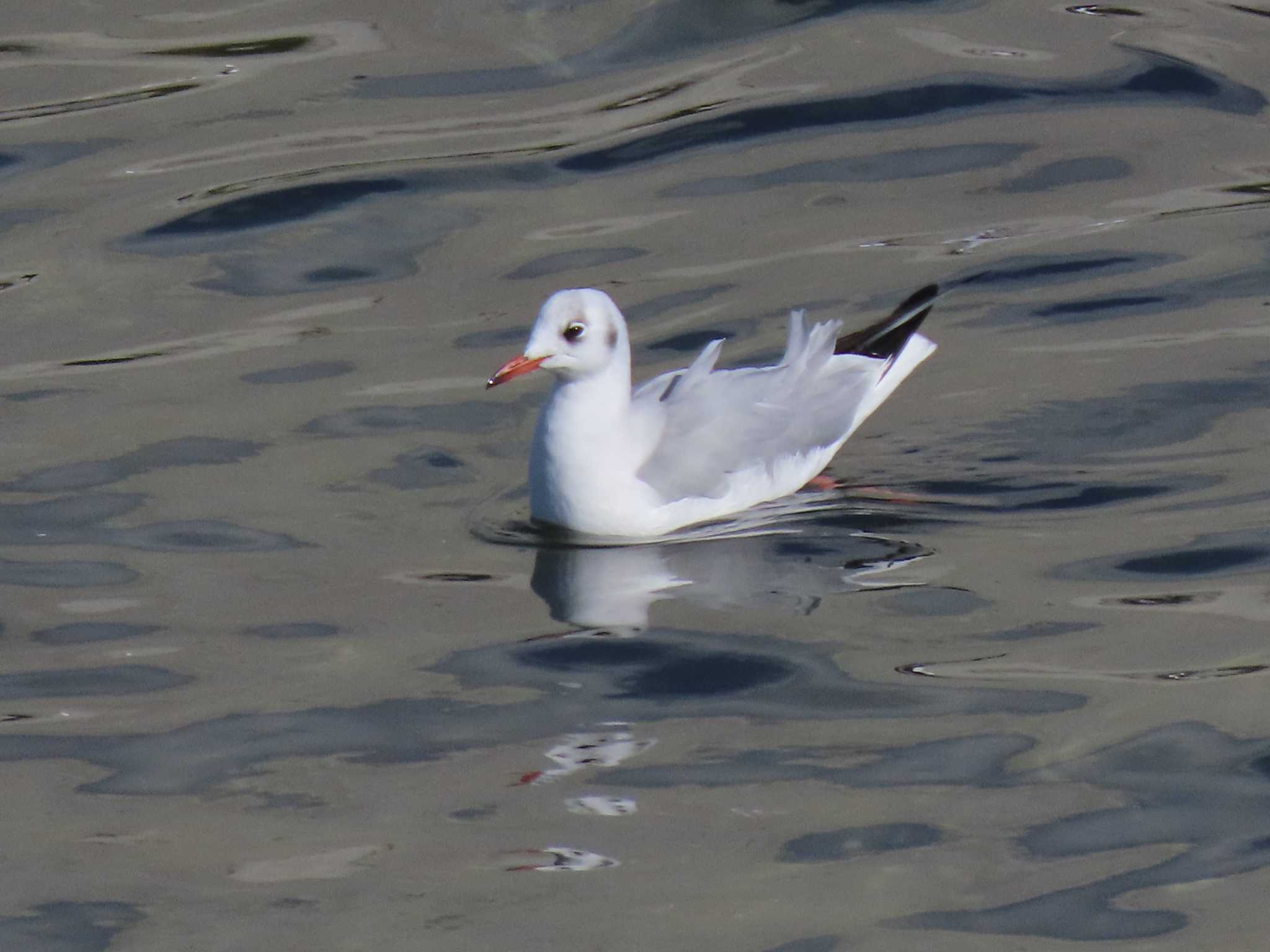 Black-headed Gull