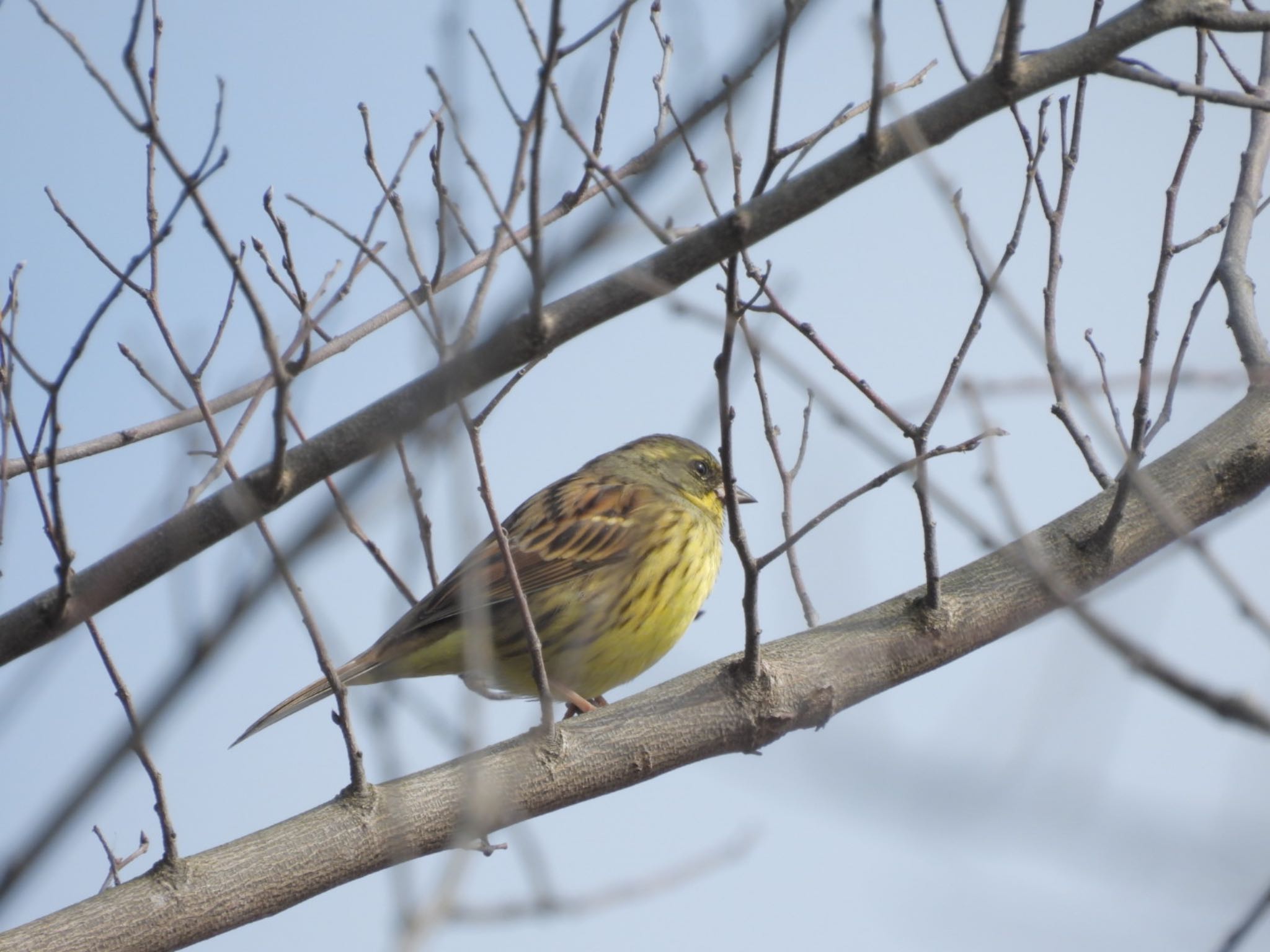 Masked Bunting