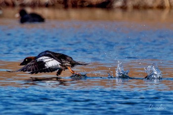 Common Goldeneye 荒川自然観察テラス Sun, 2/11/2024