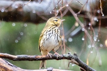 ビンズイ 埼玉こども動物自然公園 2024年2月22日(木)