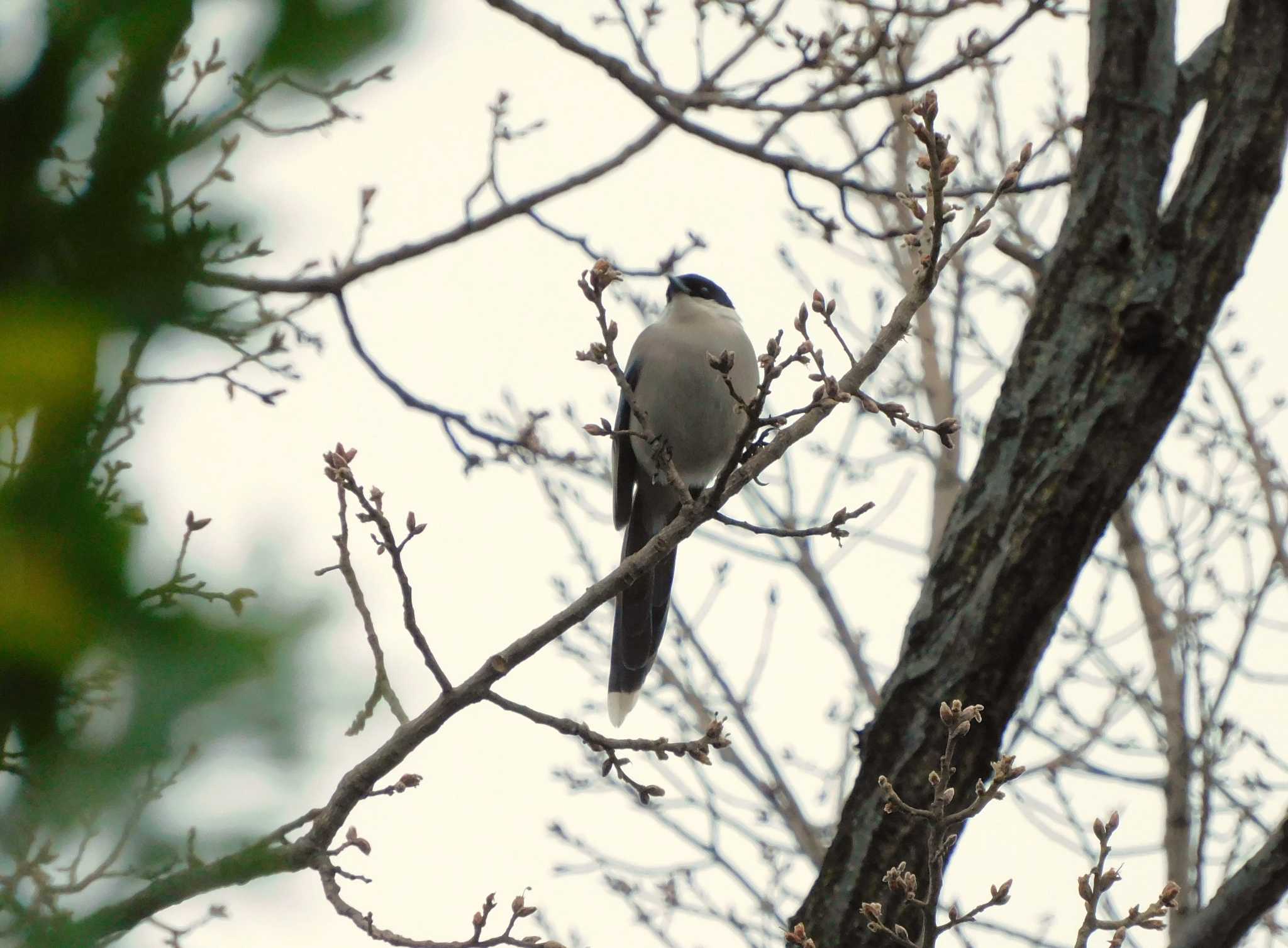 Azure-winged Magpie