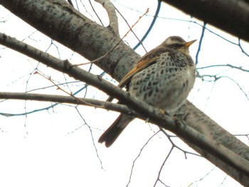 Thu, 2/22/2024 Birding report at 平和の森公園、妙正寺川