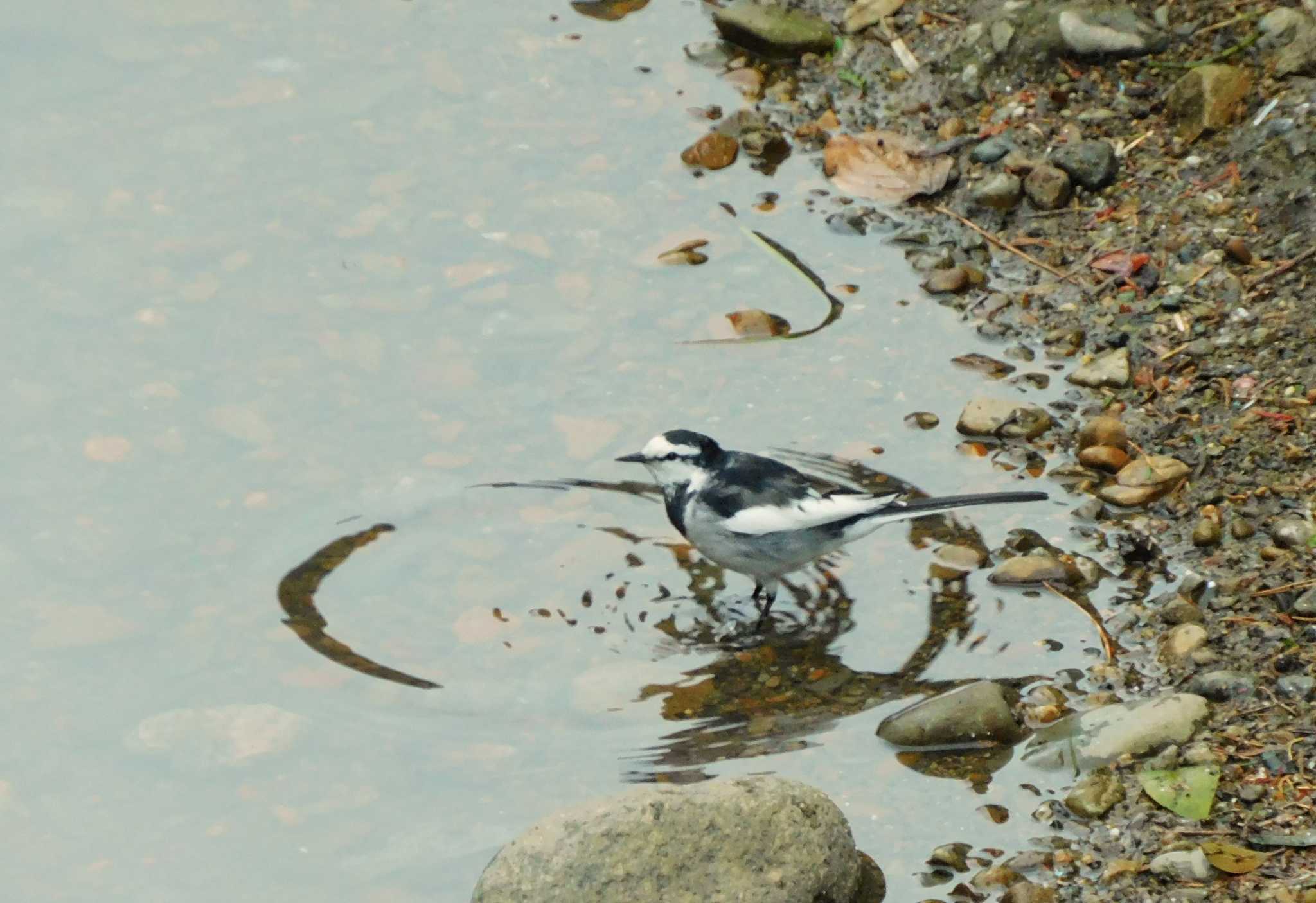 White Wagtail