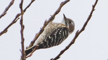 Japanese Pygmy Woodpecker 平城宮跡 Wed, 2/21/2024