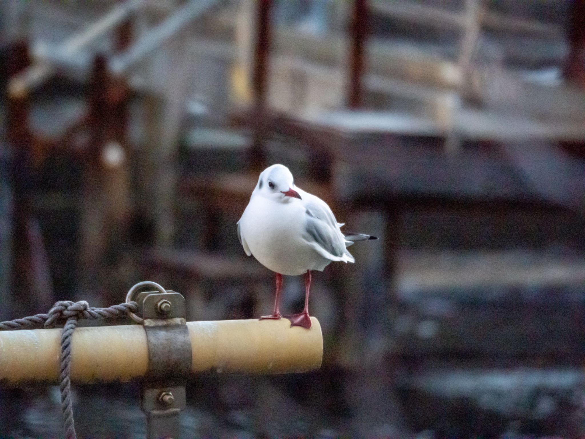 Photo of Black-headed Gull at 隅田川 by 鳩ノ森ぽっぽ