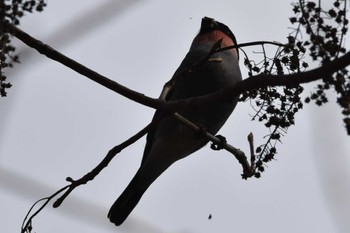 ウソ 仙台市・水の森公園 2024年2月19日(月)