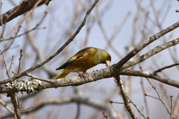 カワラヒワ 仙台市・水の森公園 2024年2月19日(月)