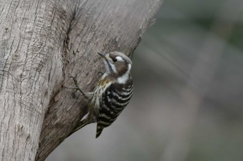 Japanese Pygmy Woodpecker 仙台市・水の森公園 Mon, 2/19/2024