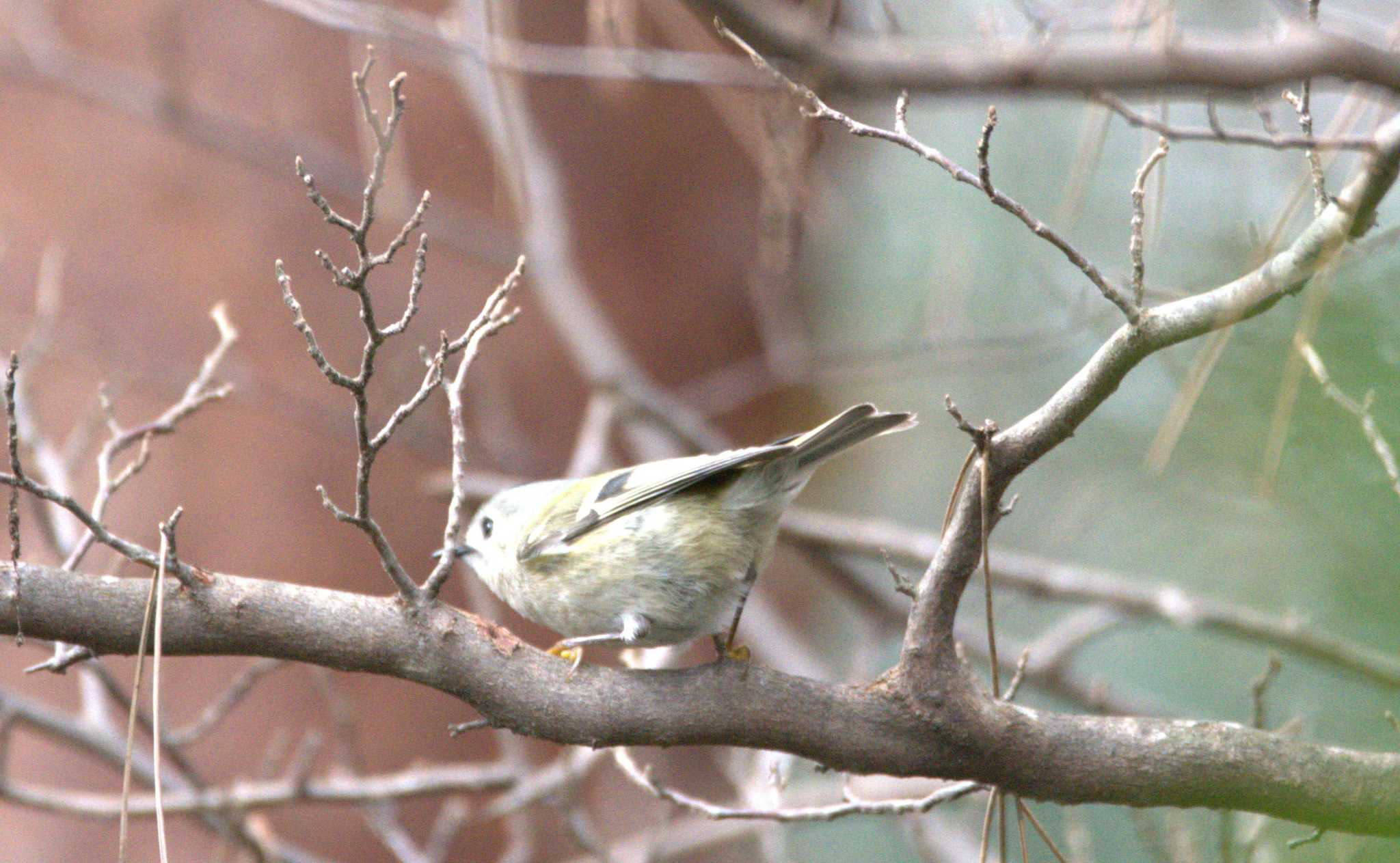 Photo of Goldcrest at 仙台市・水の森公園 by おんせんたま５