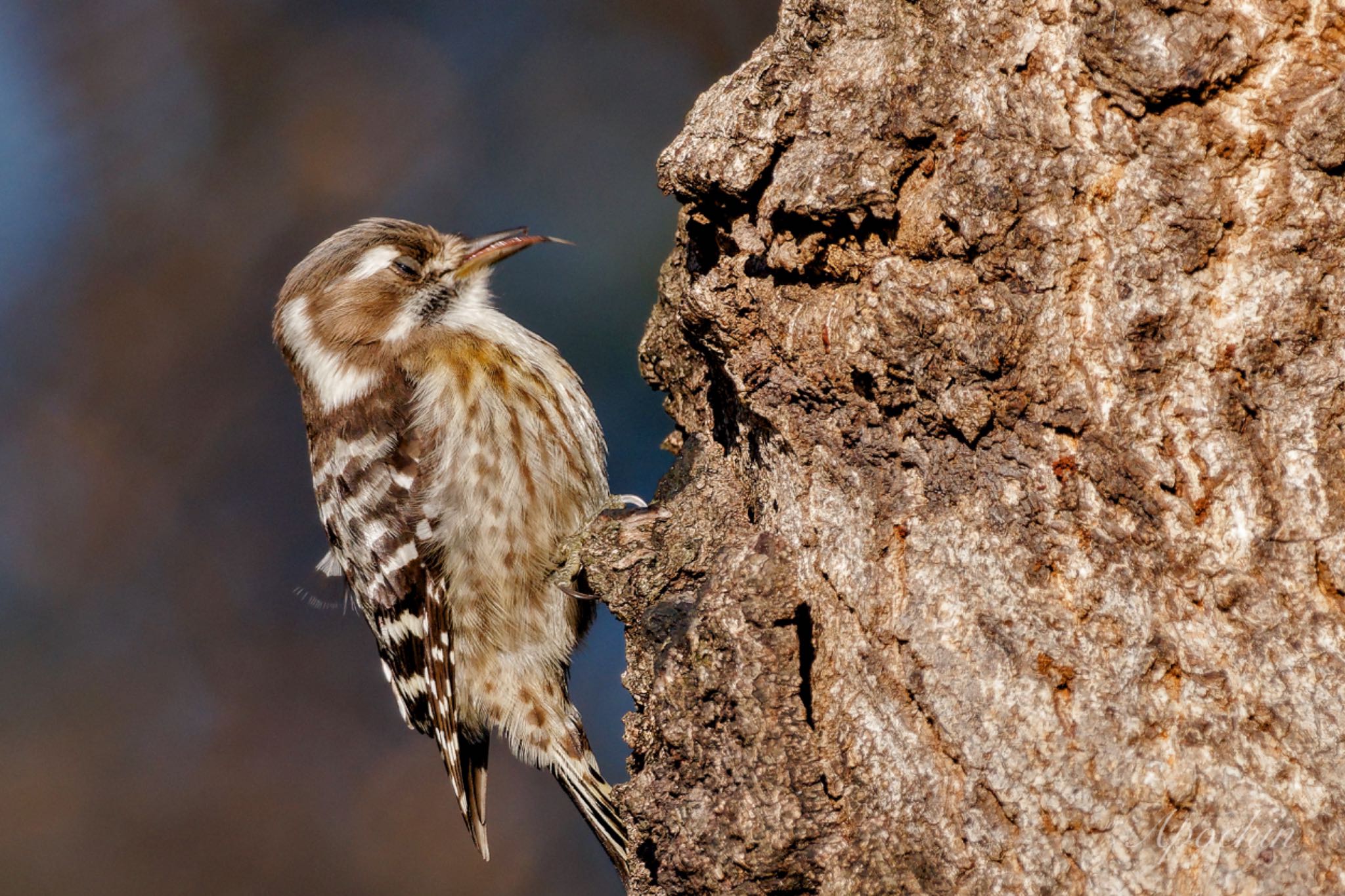Photo of Japanese Pygmy Woodpecker at 荒川自然観察テラス by アポちん
