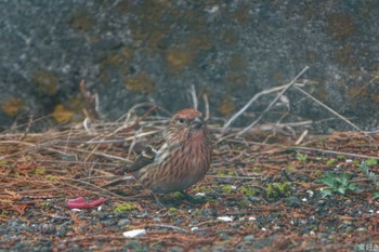 Pallas's Rosefinch 和泉葛城山 Sat, 2/17/2024