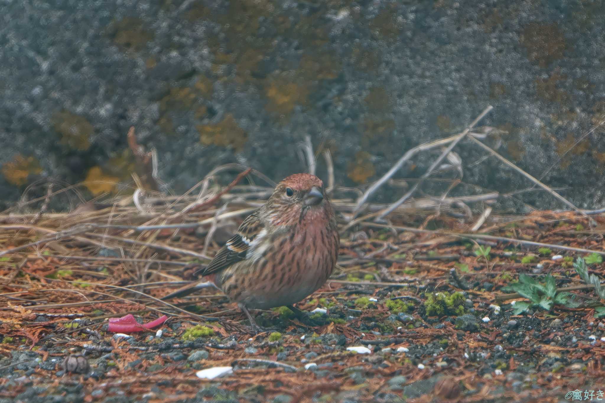 Photo of Pallas's Rosefinch at 和泉葛城山 by 禽好き