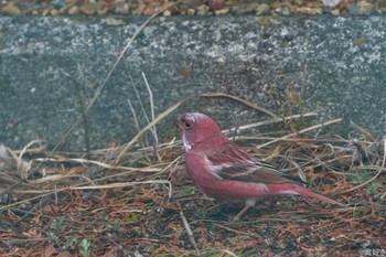 Pallas's Rosefinch 和泉葛城山 Sat, 2/17/2024