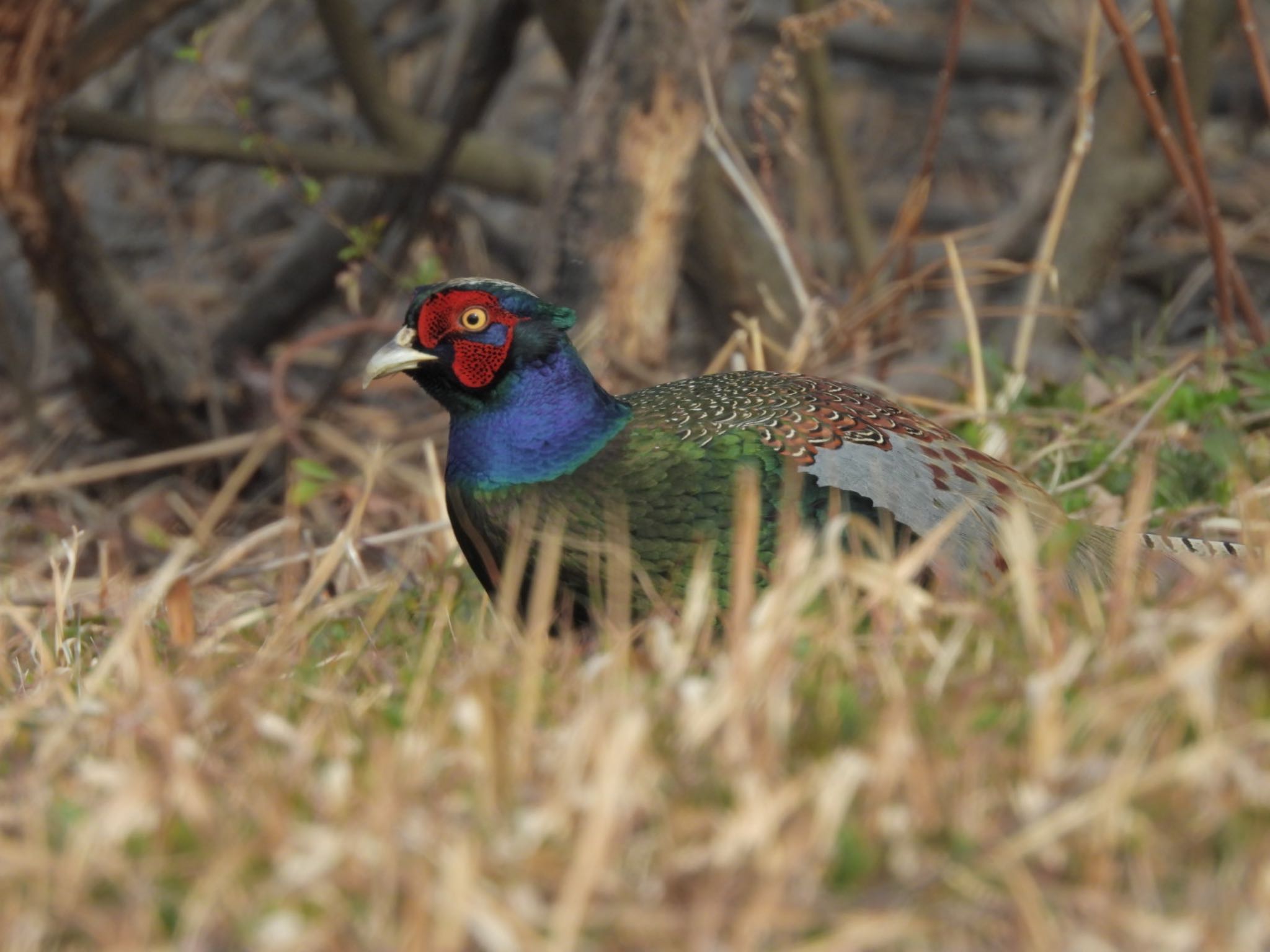 Green Pheasant