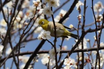 メジロ 東京都北区 2024年2月17日(土)