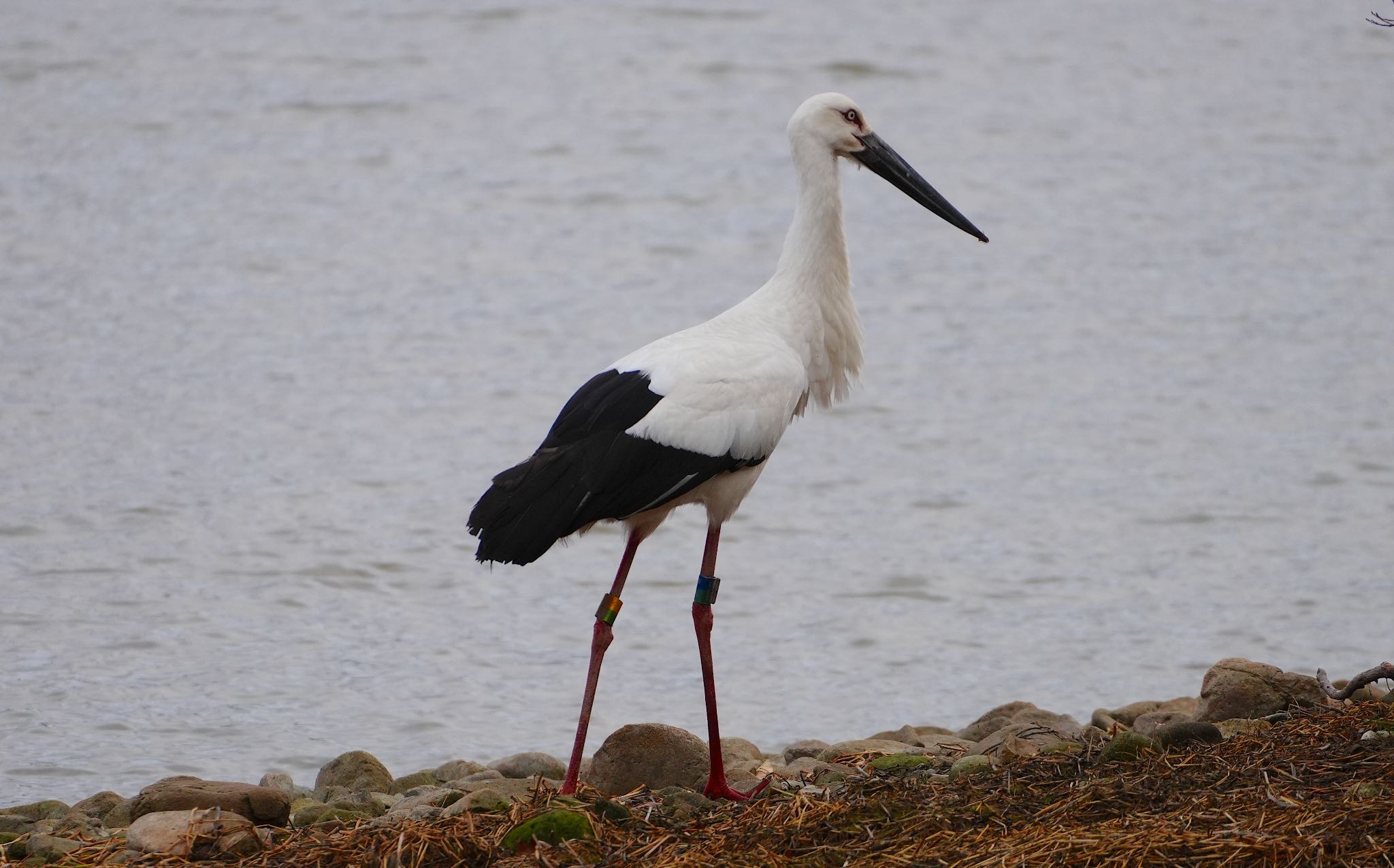 Oriental Stork