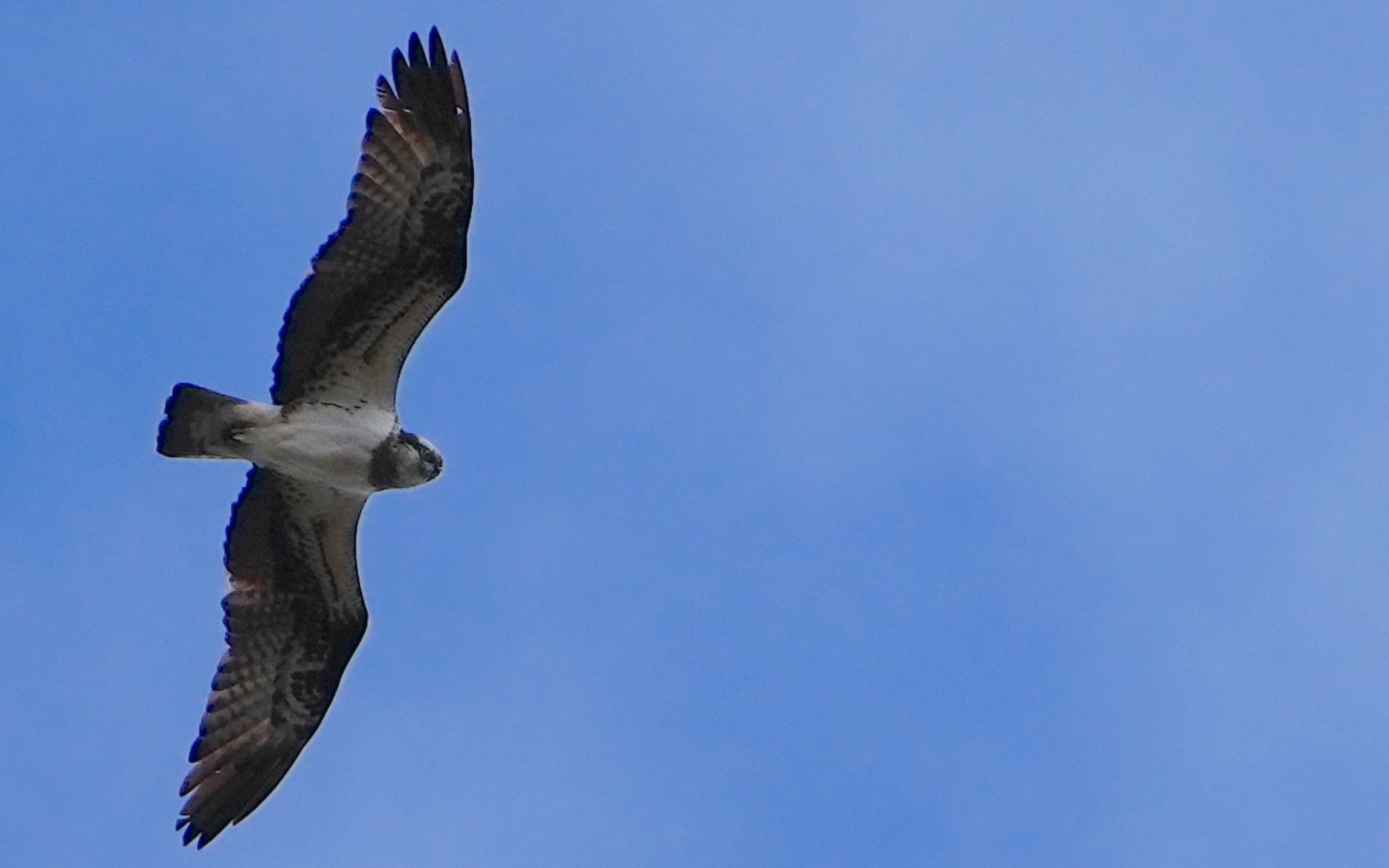 Photo of Osprey at Koyaike Park by アルキュオン