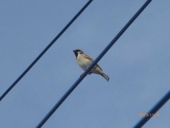 2023年11月4日(土) 手賀沼の野鳥観察記録