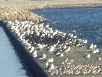 ダイゼン ふなばし三番瀬海浜公園 2023年11月3日(金)