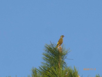 2023年11月3日(金) ふなばし三番瀬海浜公園の野鳥観察記録