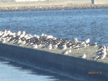 ミヤコドリ ふなばし三番瀬海浜公園 2023年11月3日(金)