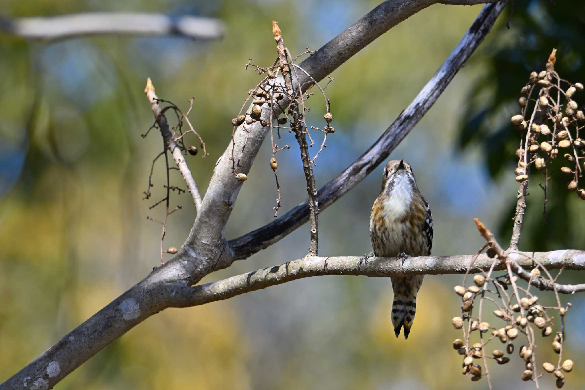 Japanese Pygmy Woodpecker