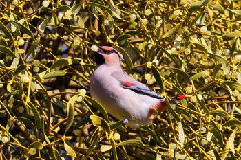 Japanese Waxwing 川崎市　東高根森林公園 Sun, 2/18/2024