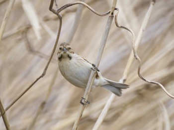 Common Reed Bunting Tokyo Port Wild Bird Park Sun, 2/20/2011