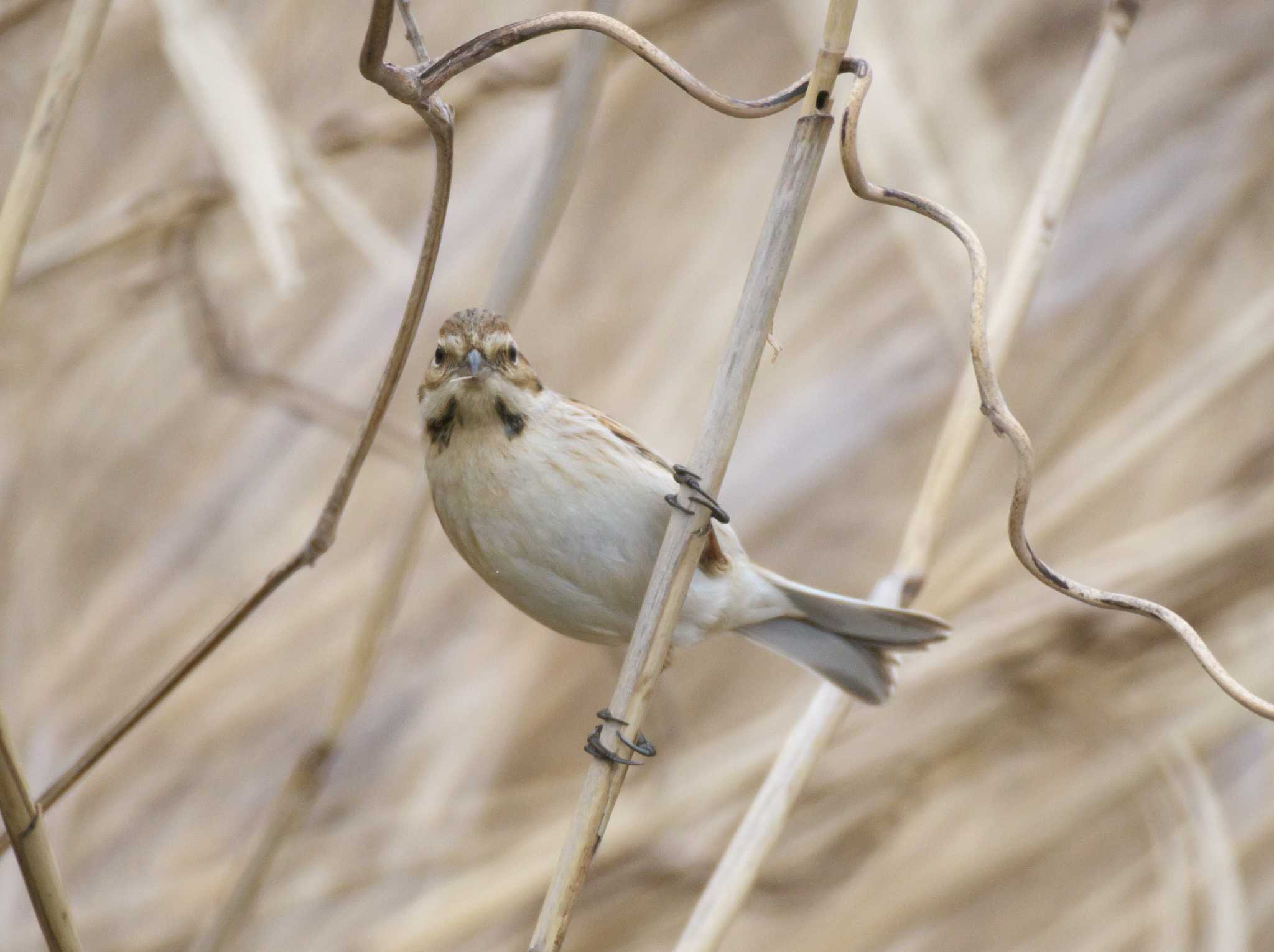 Photo of Common Reed Bunting at Tokyo Port Wild Bird Park by しおまつ