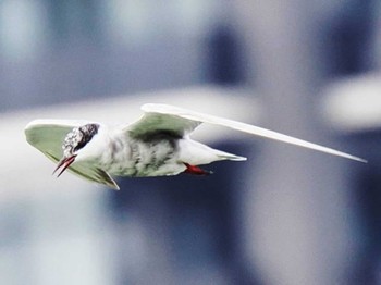 Whiskered Tern 大濠公園 Sat, 10/14/2023