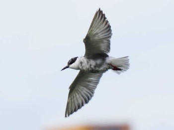 Whiskered Tern 大濠公園 Sat, 10/14/2023