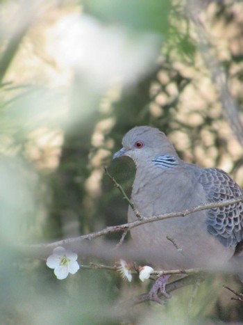 Oriental Turtle Dove 神奈川県横浜市 Tue, 2/20/2024