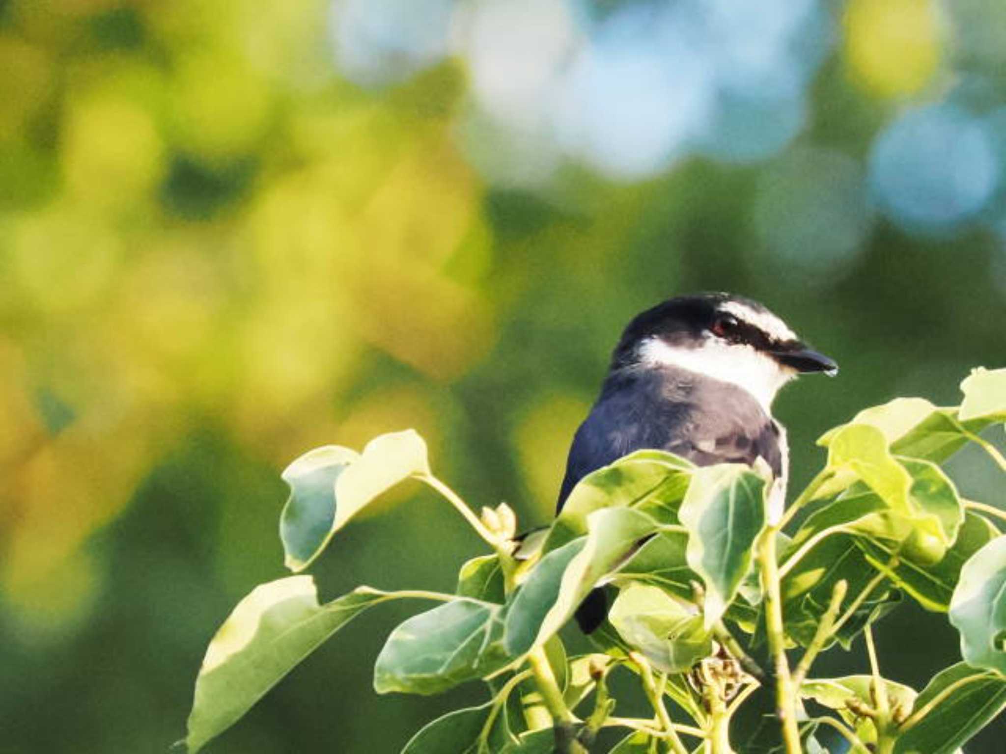 サンショウクイ