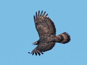 Crested Honey Buzzard 油山片江展望台 Sat, 9/30/2023