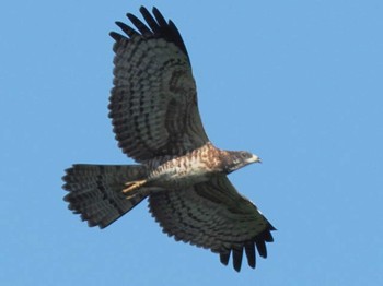 Crested Honey Buzzard 油山片江展望台 Sat, 9/30/2023