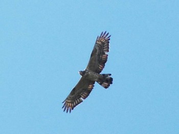 Crested Honey Buzzard 久末ダム(福岡県) Sun, 9/24/2023