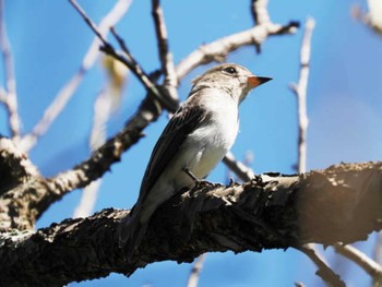 Sun, 9/24/2023 Birding report at 久末ダム(福岡県)