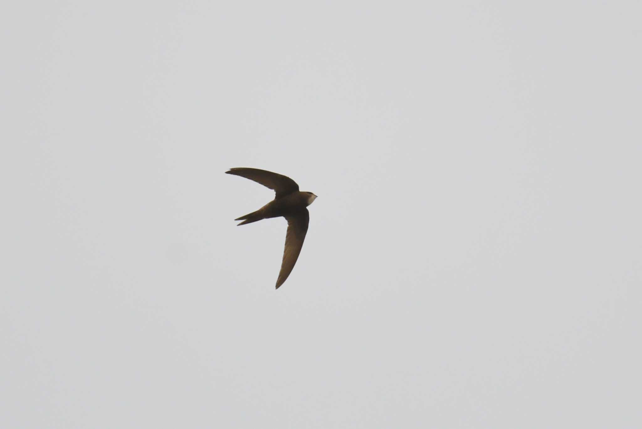 Photo of Common Swift at マンダルゴビ by あひる