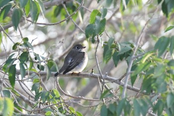 Asian Brown Flycatcher マンダルゴビ Wed, 8/23/2023