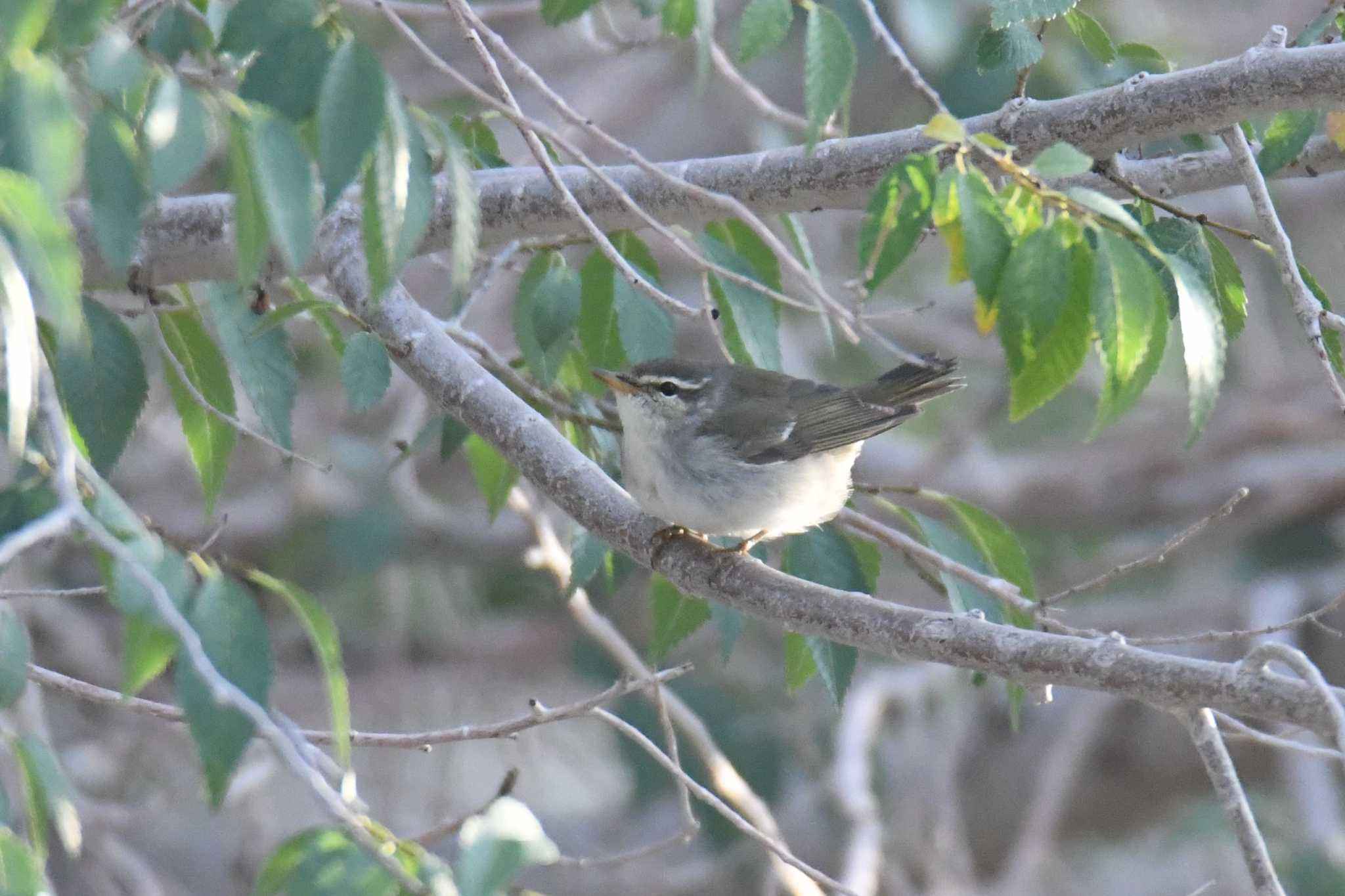 Photo of Arctic Warbler at マンダルゴビ by あひる