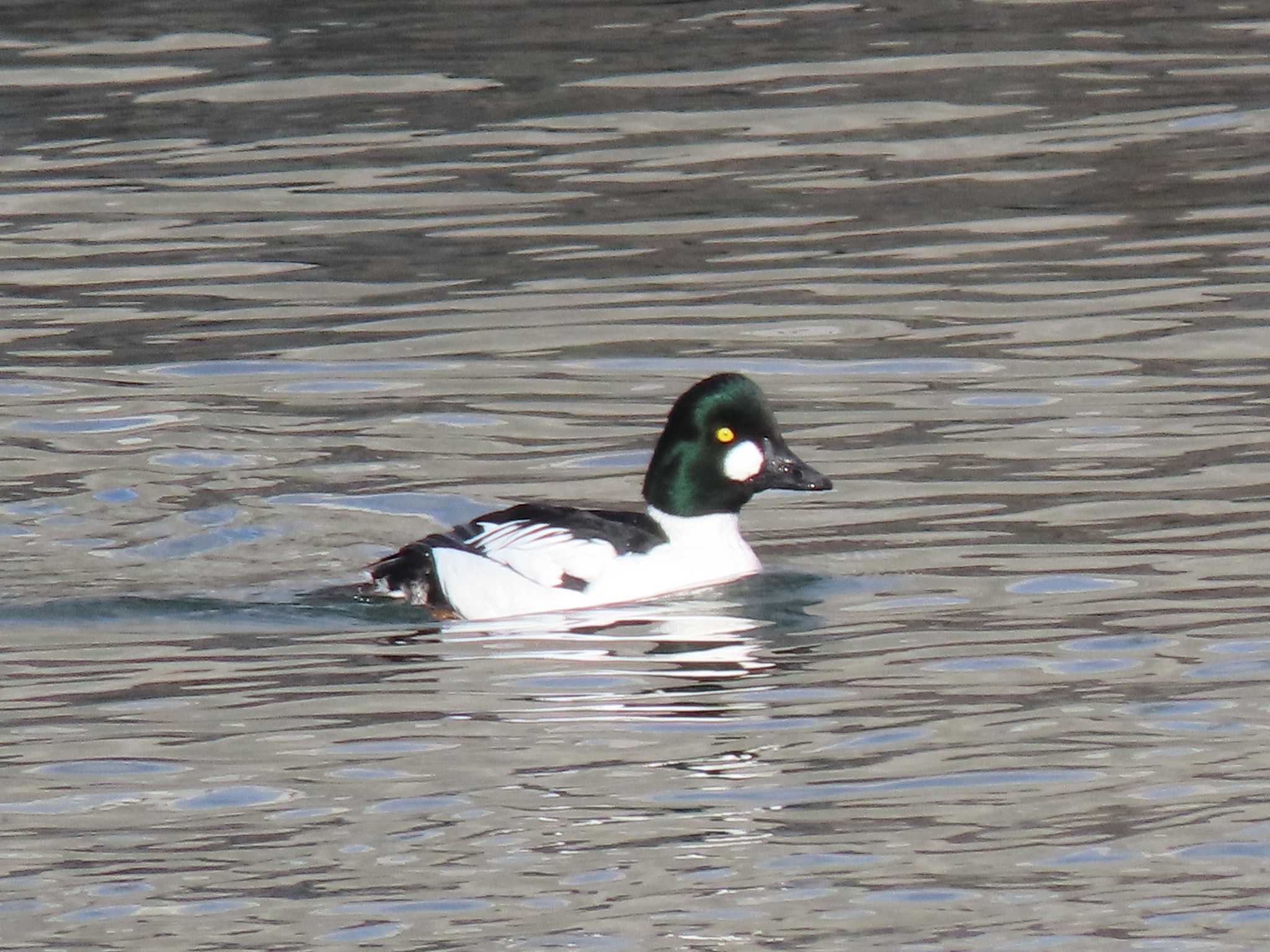 Common Goldeneye