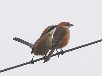 Bull-headed Shrike 稲佐山公園 Tue, 2/20/2024