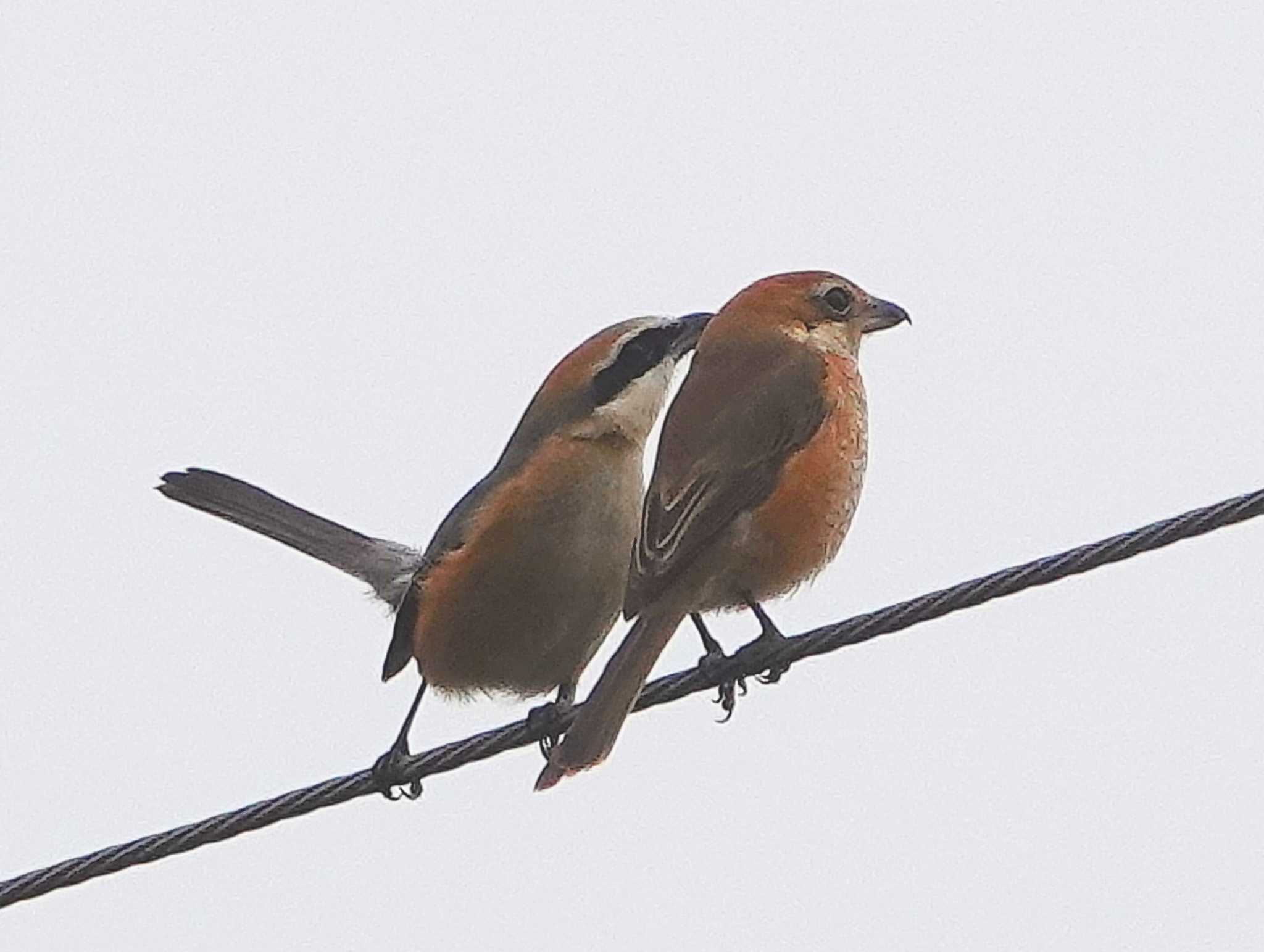 Photo of Bull-headed Shrike at 稲佐山公園 by M Yama