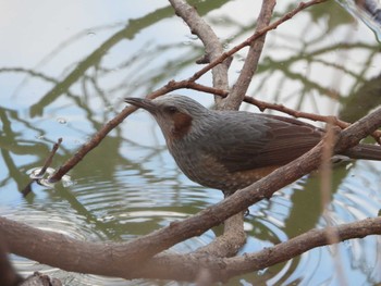 Brown-eared Bulbul Hattori Ryokuchi Park Sat, 2/17/2024