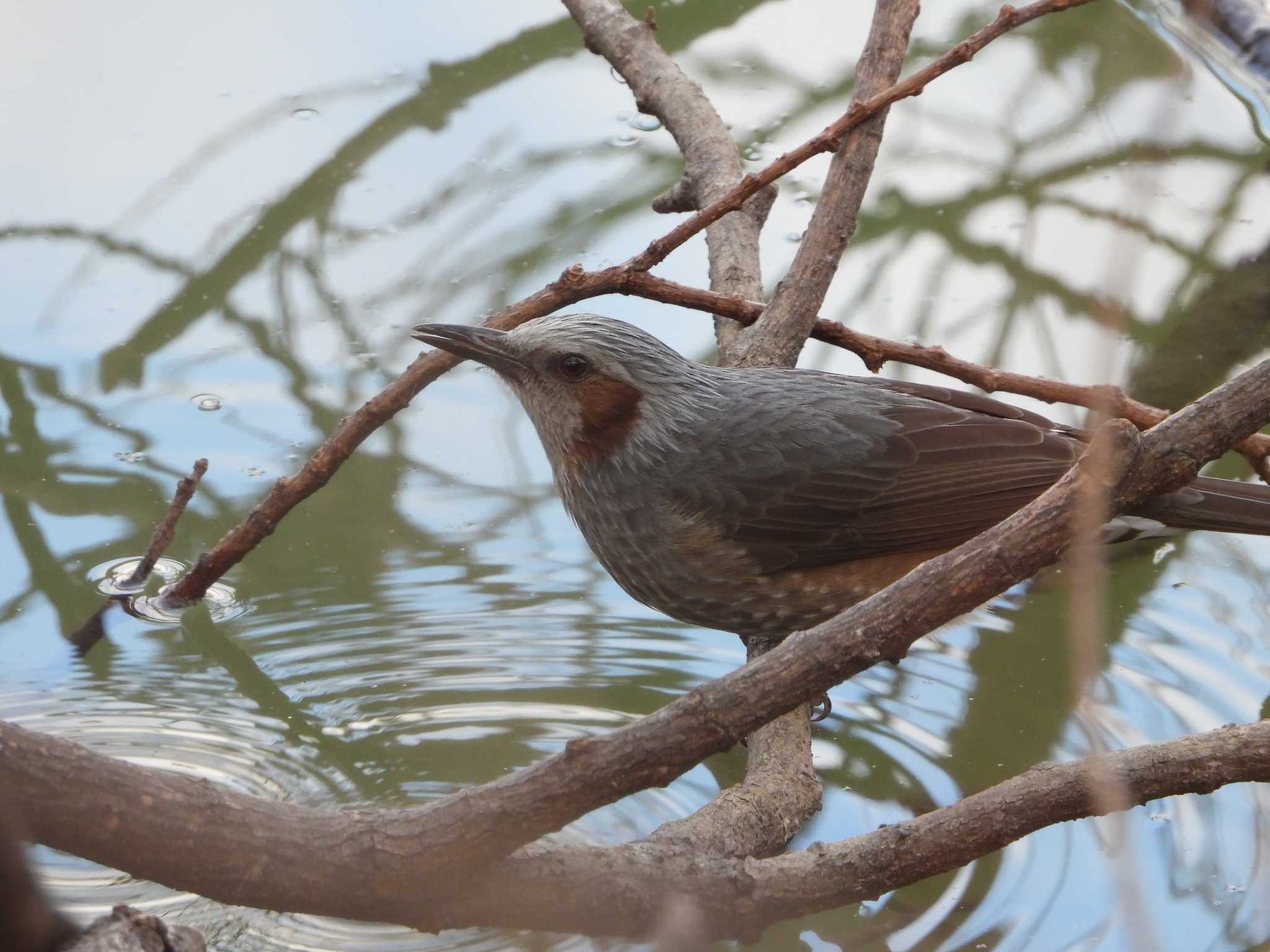 Brown-eared Bulbul