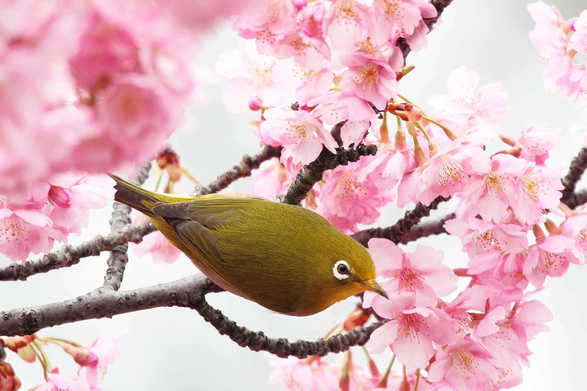 Photo of Warbling White-eye at 大府市 二つ池公園 by Button-Down Freak